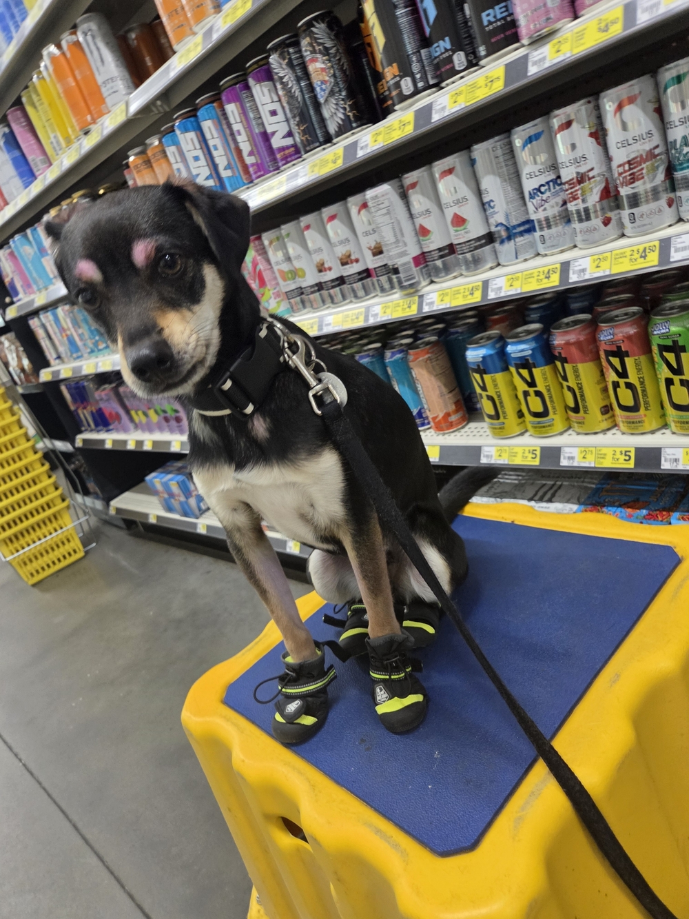 2 Service Dog In Training Collars - Picture 5 of 6